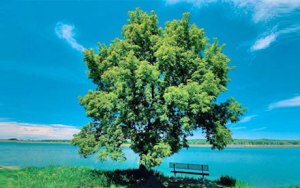 living the blessed life