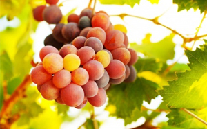 061715_Holiness Is A Fruit