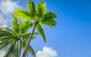 081215_Flourish_Like_The_Palm_Tree